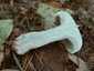 Szürke tölcsérgomba (Clitocybe nebularis), Somogy